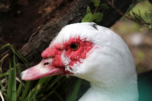 以令人信服 以令人信服
